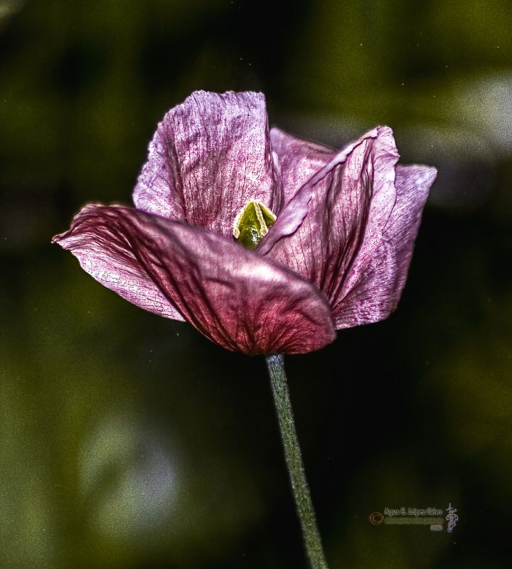 Amapola solitaria.jpg